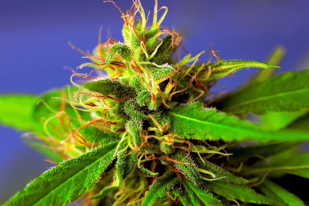 Uruguay and progressive pot laws