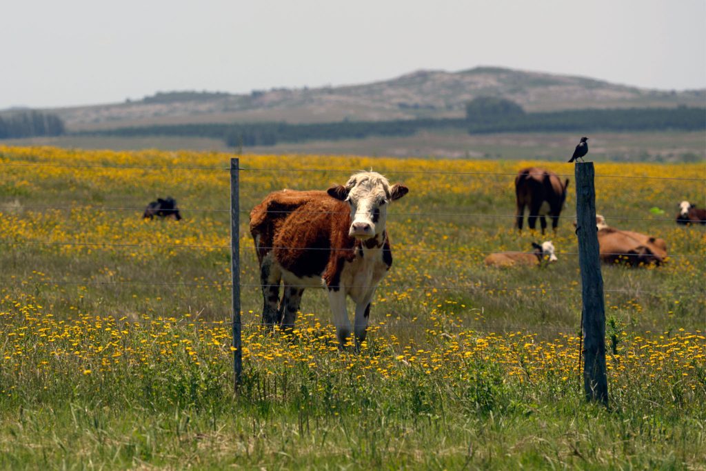 Investing in Uruguay - Farmland