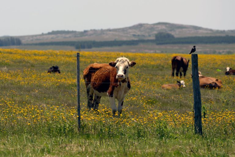 Investing in Uruguay - Farmland