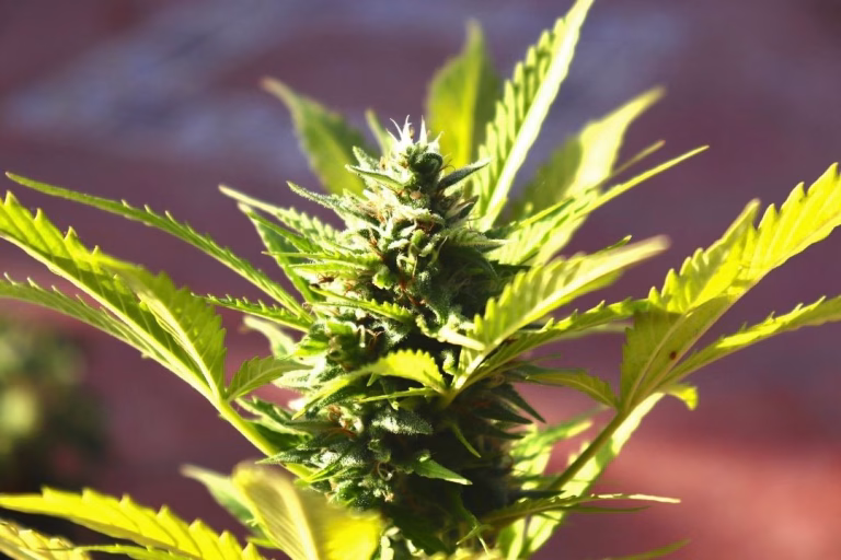 cannabis in uruguay